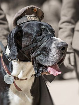 Rolf the wardog by BHotography
