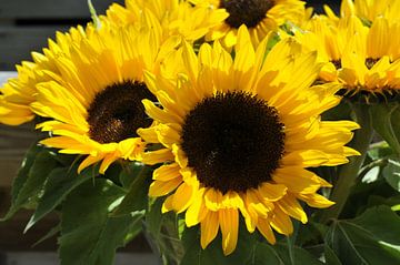 yellow sunflowers  by ChrisWillemsen