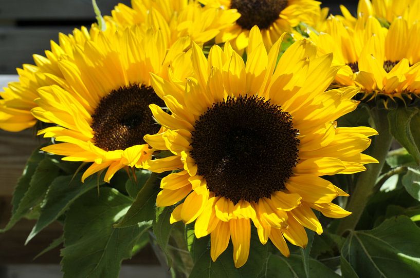 yellow sunflowers  von ChrisWillemsen