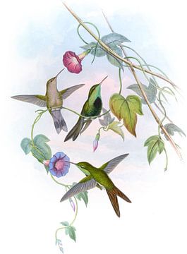 St. Domingo zoemende vogel, John Gould van Hummingbirds