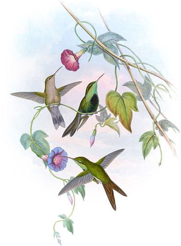 St. Domingo-Kolibri, John Gould