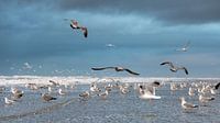 Seagulls van Jeanette van Starkenburg thumbnail