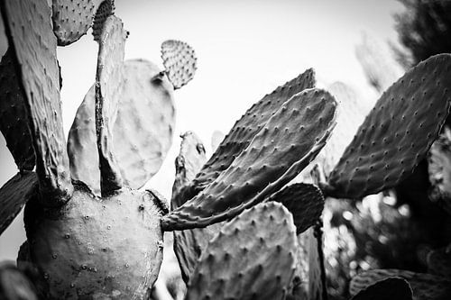 Cactus landschap in Ibiza in zwart-wit | Natuurfotografie