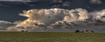 Onweer cloud-koeien in de wei van Christine Nöhmeier