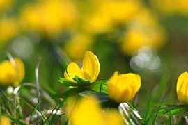 Charmantes lueurs d'hiver