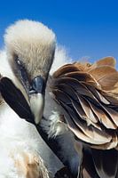 Griffon vulture