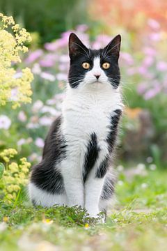 Zwart-witte kat in een tuin van Katho Menden