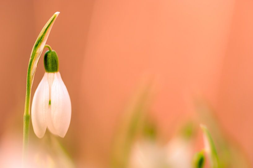 Schneeglöckchen im im sanftem Licht... von Horst Husheer