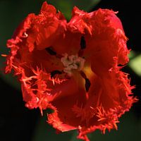 Close-up tulip button