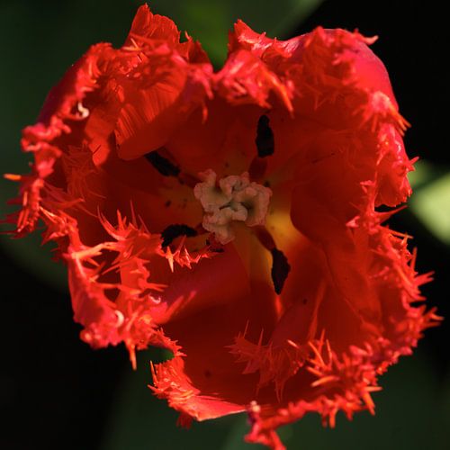 Close-up tulip button