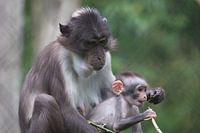Seltenes Affenbaby im Zoo Blijdorp