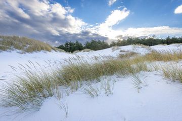besneeuwde duinen Schoorl van René Groeneveld