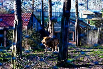Rotterdam Lion by Truckpowerr