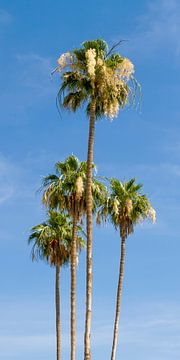 Palmbomen op het strand | Panorama van Melanie Viola