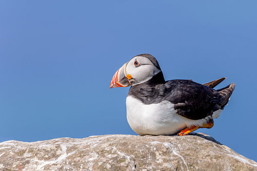 Papageitaucher (Fratercula arctica) von Dirk Rüter
