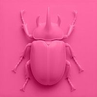Beetle on Pink