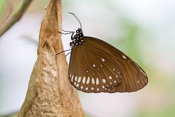 Natural Beauty by QEIMOY