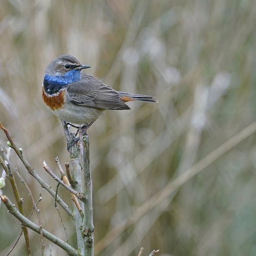 Bluethroat on a branch