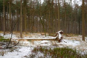 Besneeuwde boom van Johan Vanbockryck