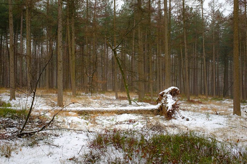 Schneebedeckter Baum von Johan Vanbockryck