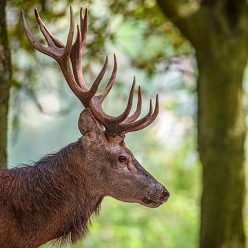 Red deer stag in a forest during early autumn by Sjoerd van der Wal Photography