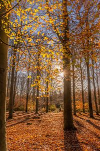 Sonnenstrahlen im Herbstwald von Dafne Vos