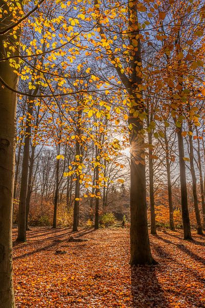 Zonnestralen in het herfstbos van Dafne Vos