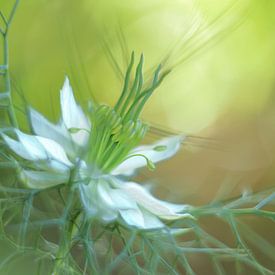 Love-in-a-mist by Jacqueline Gerhardt