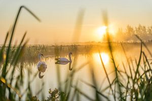 Zonsopkomst met zwanen in de sloot