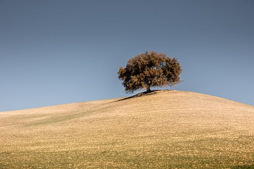 Eenzame boom op een hoogvlakte in Spanje tegen een blauw grijze lucht