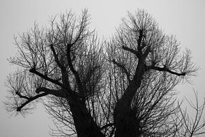 Silhouette d'arbres dansants