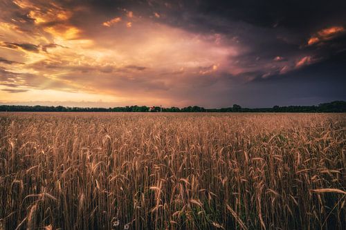 Storm clouds over the field