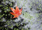 Blaadje in de herfst in het water par Anne van de Beek Aperçu