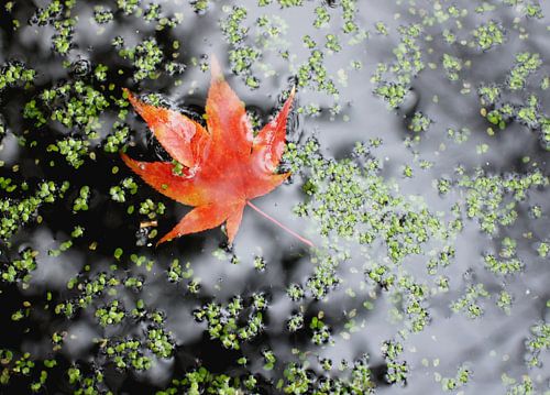 Blaadje in de herfst in het water