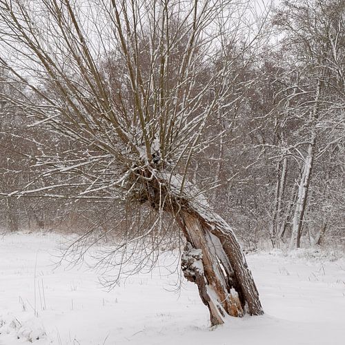 wilg in de sneeuw