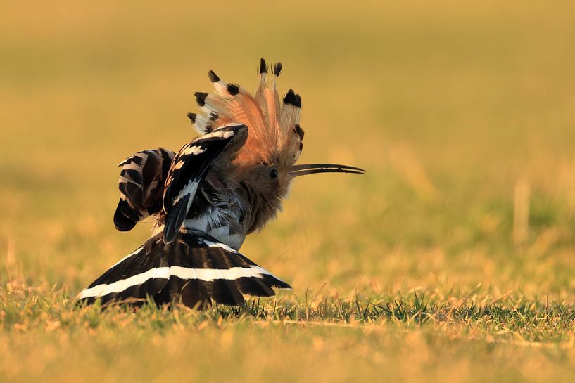 Hops on Ameland by Rinnie Wijnstra (FotoAmeland )