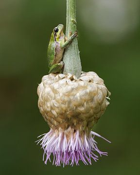 Laubfrosch auf einer schönen Blume von Patrick van Bakkum