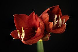 Amaryllis van dichtbij tegen zwarte achtergrond