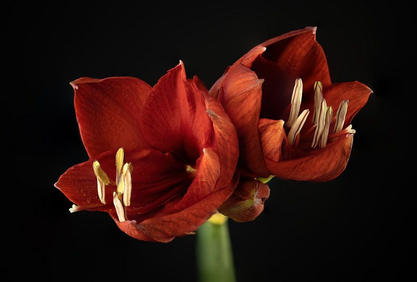 Amaryllis aus nächster Nähe vor schwarzem Hintergrund von Karin aan de muur