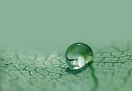 Just one Drop (Druppel in groen) van Caroline Lichthart thumbnail
