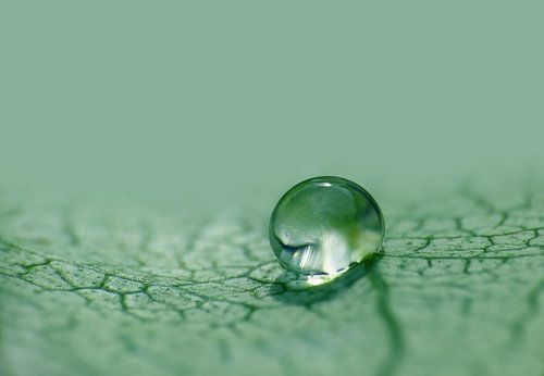 Just one Drop (Druppel in groen)