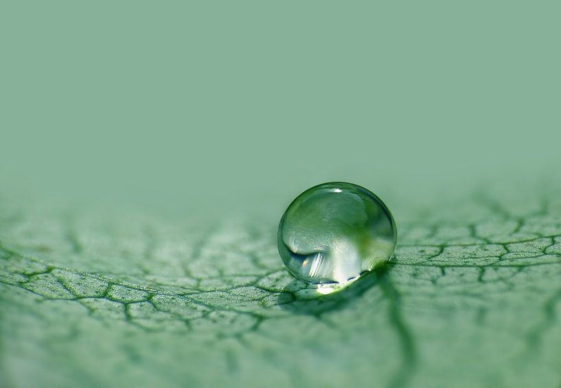 Juste une goutte par Caroline Lichthart