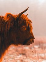 Schotse Hooglander