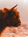 Schotse Hooglander van Bianca  Hinnen thumbnail