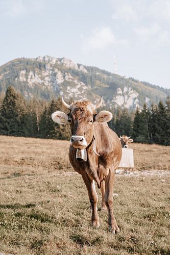 Schattige Allgäuer koe met uitzicht op de Grünten