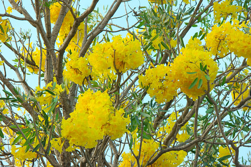 Leuchtend gelbe Tabebuia-Blüten blühen an den Ästen des Baumes