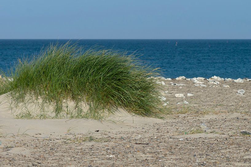 Beach grass by Kirsten Warner