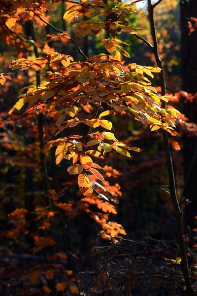 Beech by Thomas Jäger