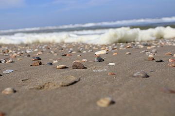 schelpen op strand van Natalie Bennink