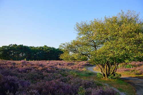 Genieten van de paarse heide